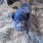 Kemping Sejour A La Ferme