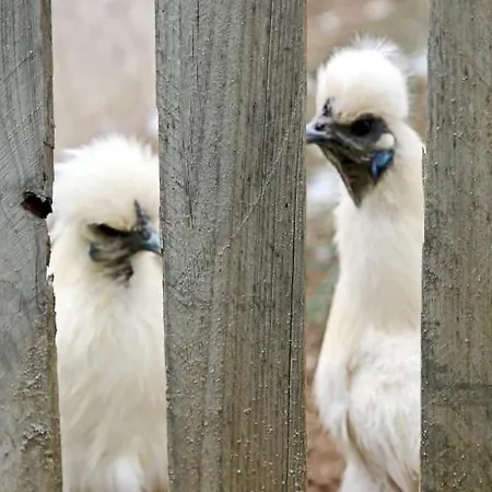 à La Ferme Parque de Campismo