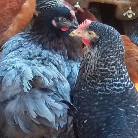 à La Ferme Campeggio Valuejols