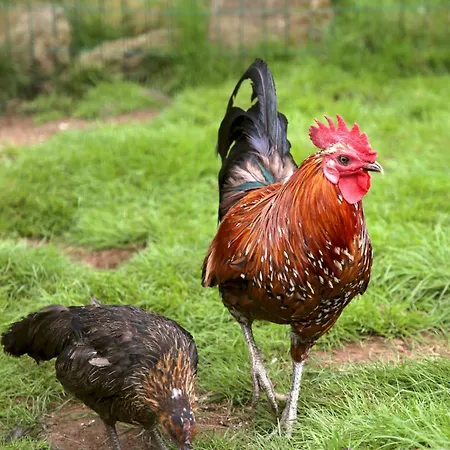 Campeggio à La Ferme *